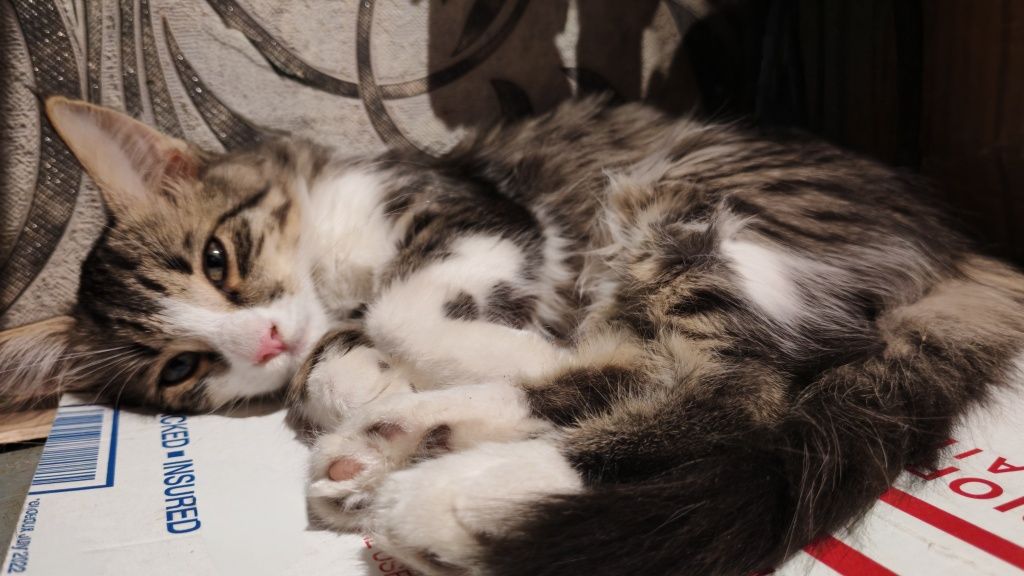 Котенок девочкв 3мес