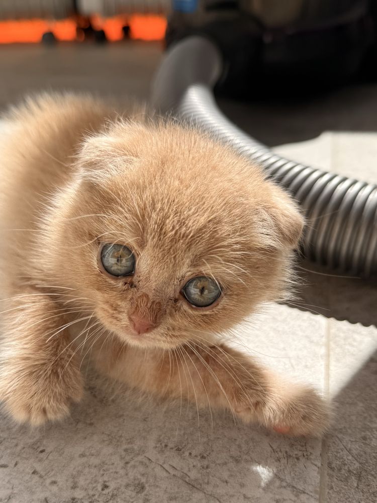 Шотландский вислоухий (Scottish Fold)  1,5 песяца