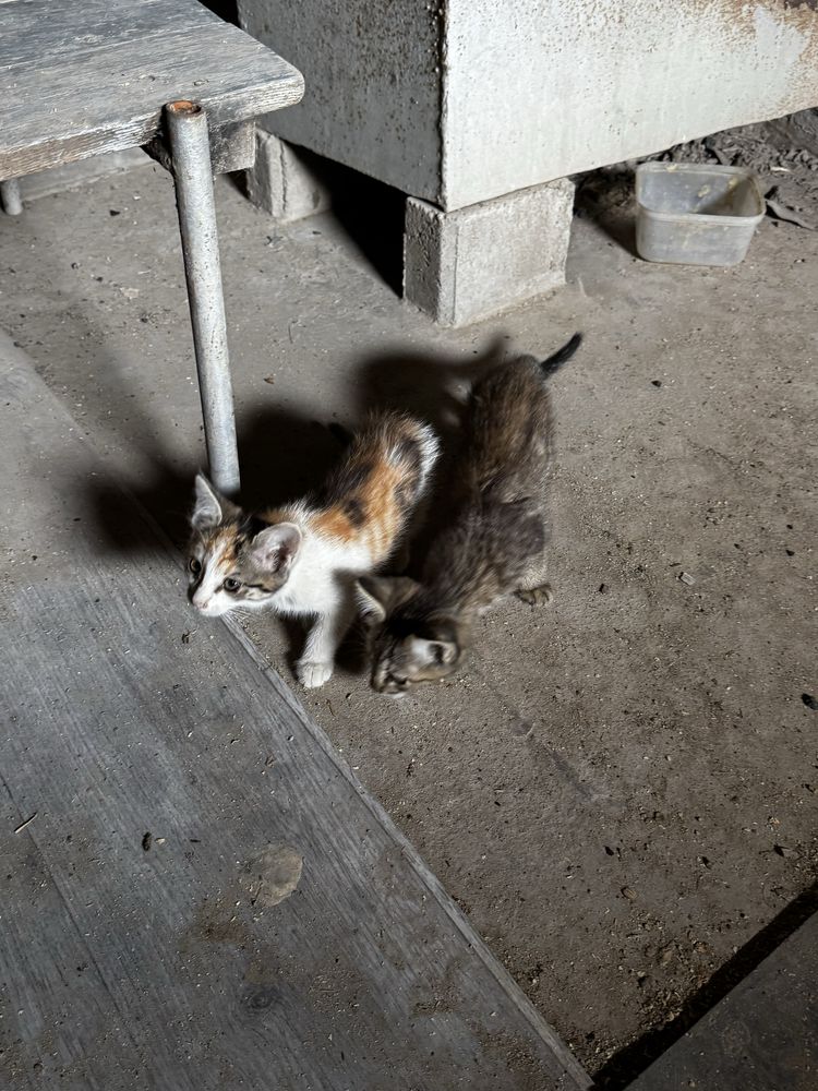 котята хорошенькие