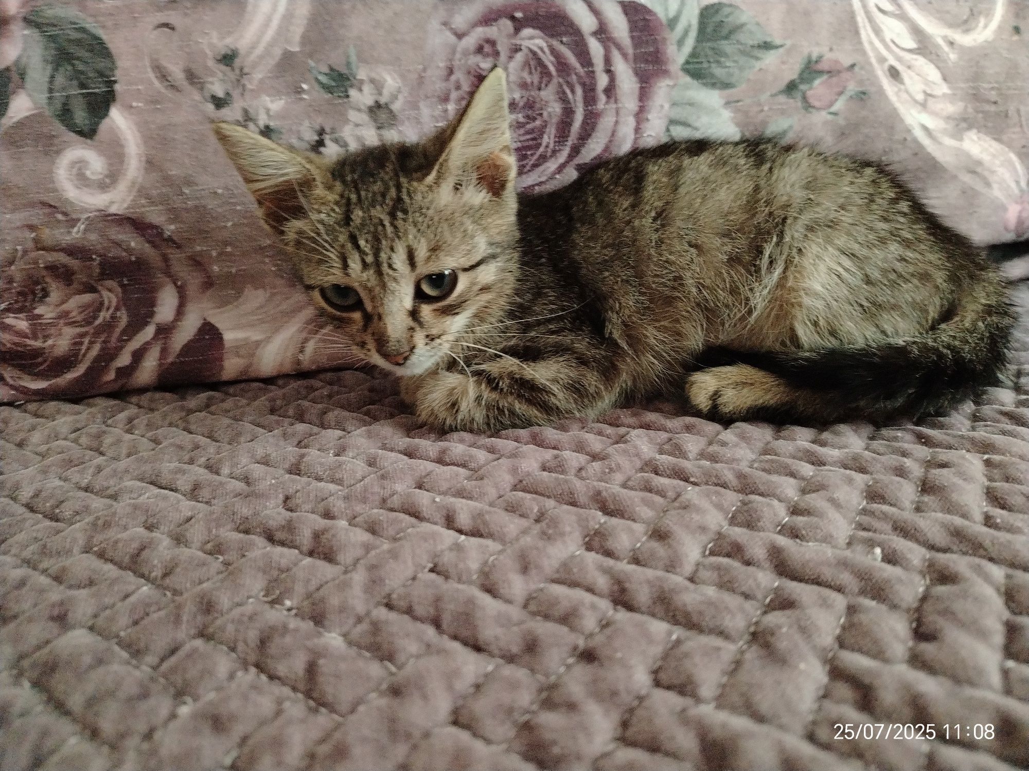 Мальчик Кузя 2,5мес. В любящую семью.