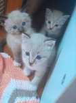 Отдам котят  в добрые руки.