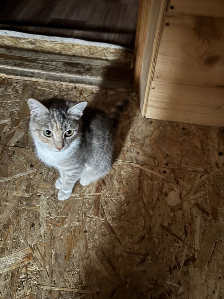 Отдам кошечек добрые руки