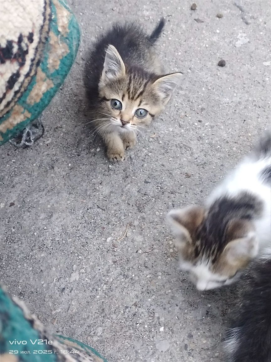 Отдам котят даром!