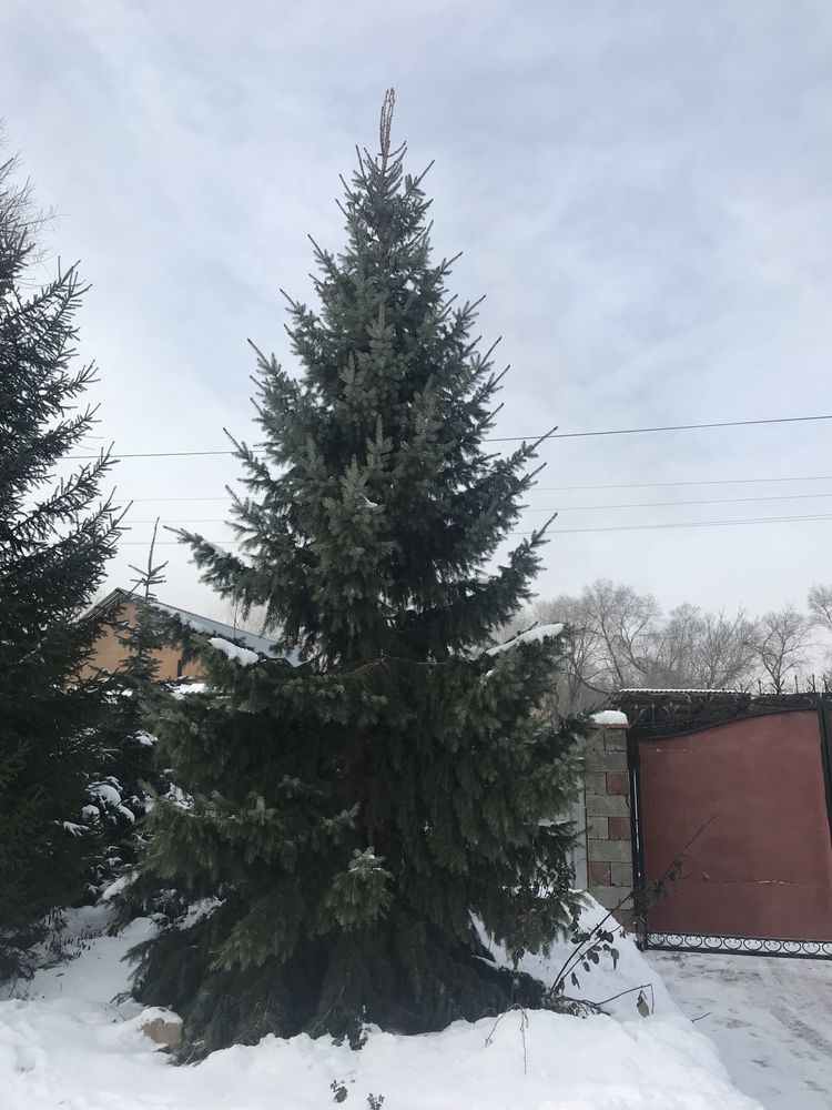 Елка живая