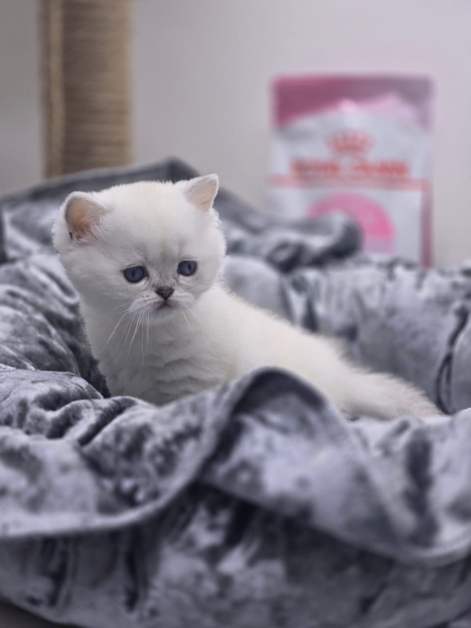 Котики и кошечки британские шиншиллы