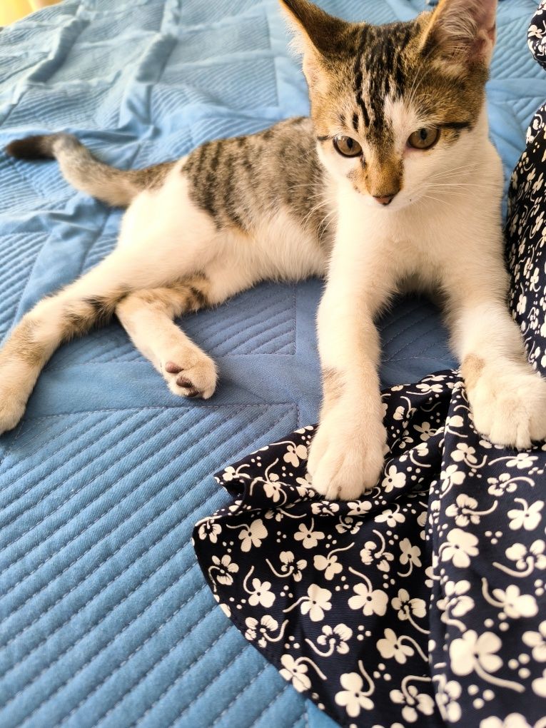 Котенок в добрые руки