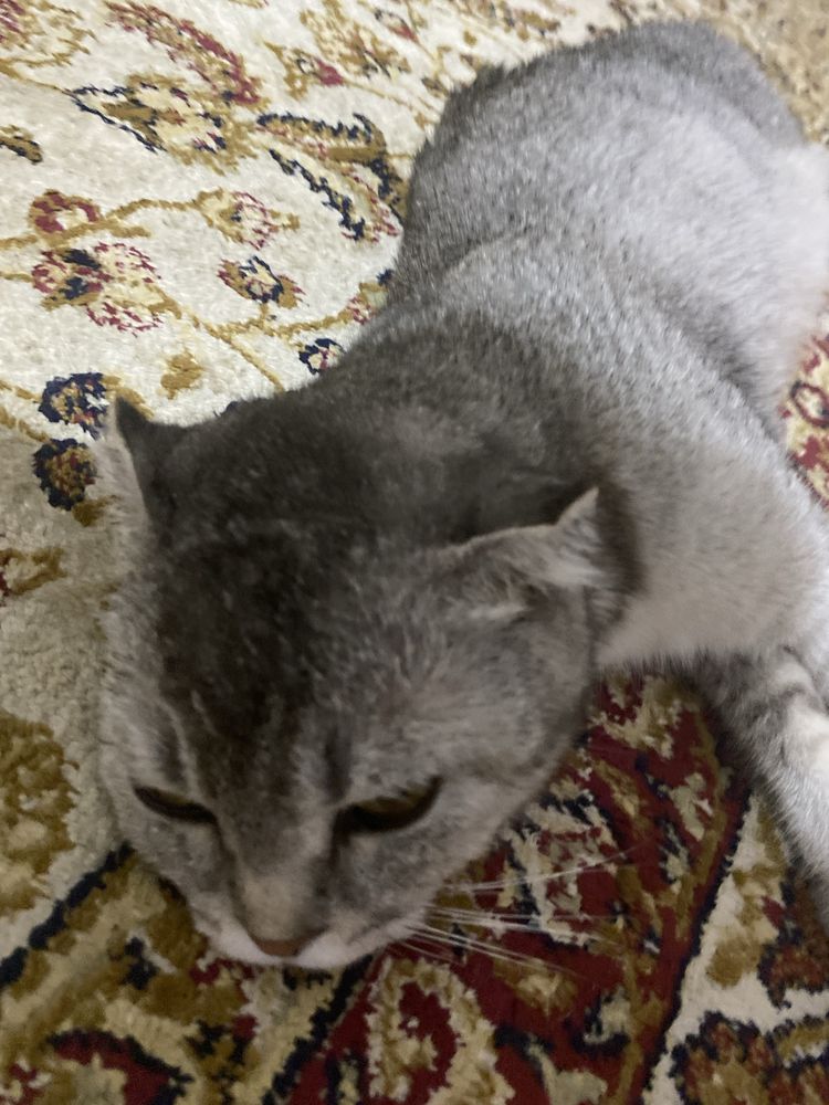 Кошка мысық шотланский Жақсы мысық