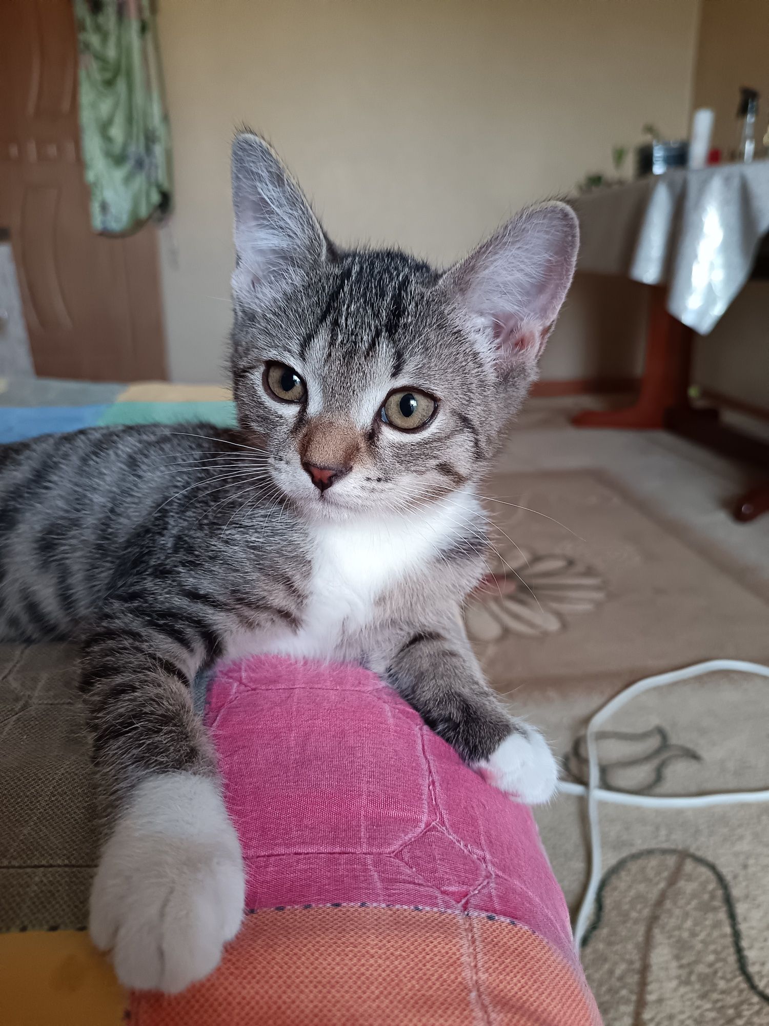 Котёнок 4 месяца