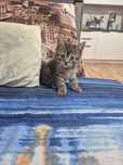 Котята 1,5 месяца