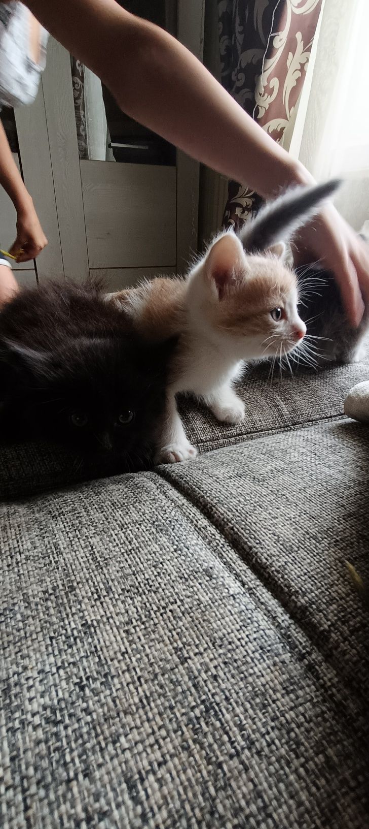Отдам котят в добрые руки