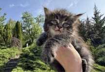 Мейн Кун котёнок девочка
