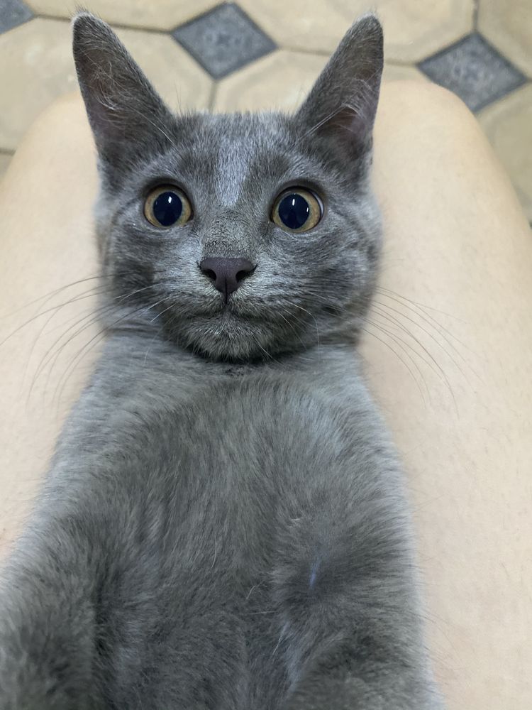 Кошка очень классный мальчик