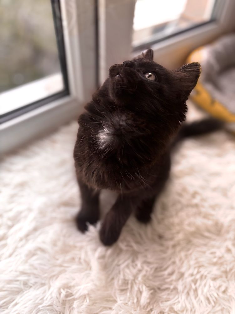 Котенок в добрые руки
