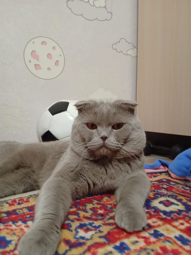 Отдам в добрые руки мальчугана