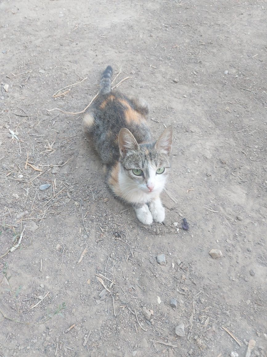 Отдам милых котят и маму кошку в добрые руки.