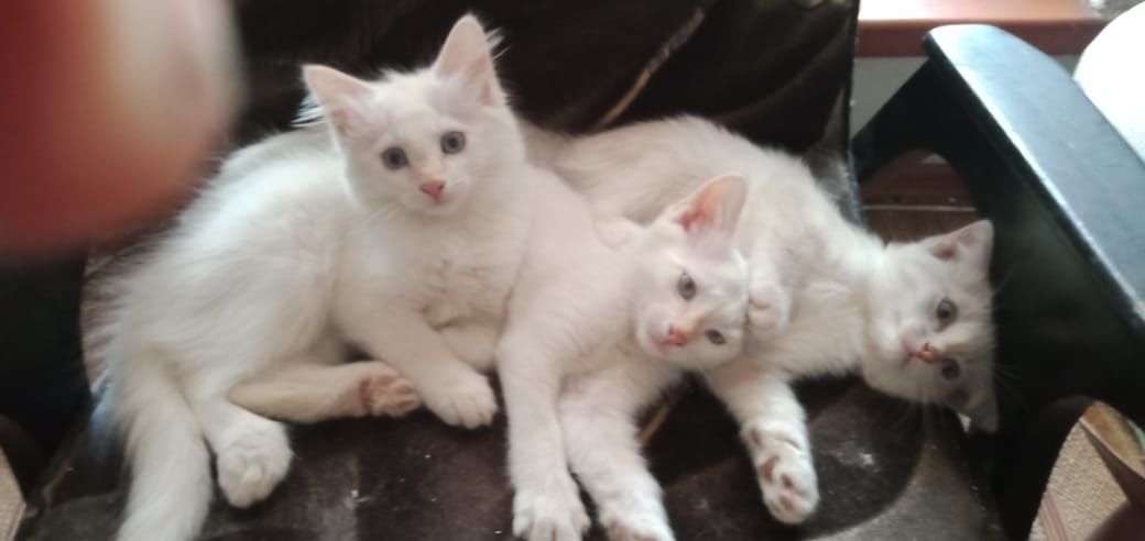Котята двухмесячные