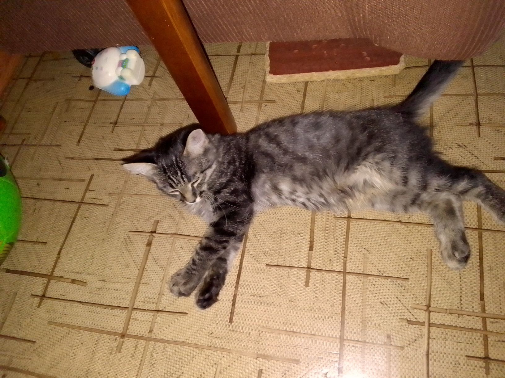 Котенок Маркиза)