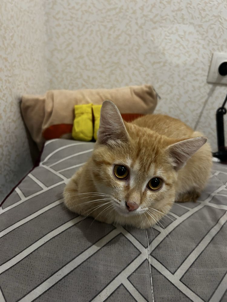 Отдам котенка кота в хорошие руки