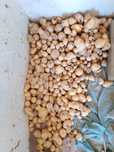 Продам картофель