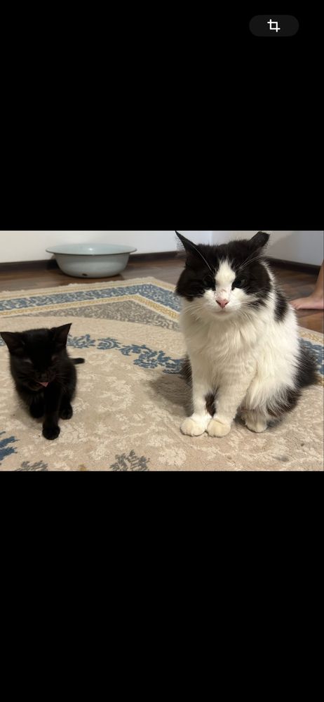 Котенок в добрые руки!