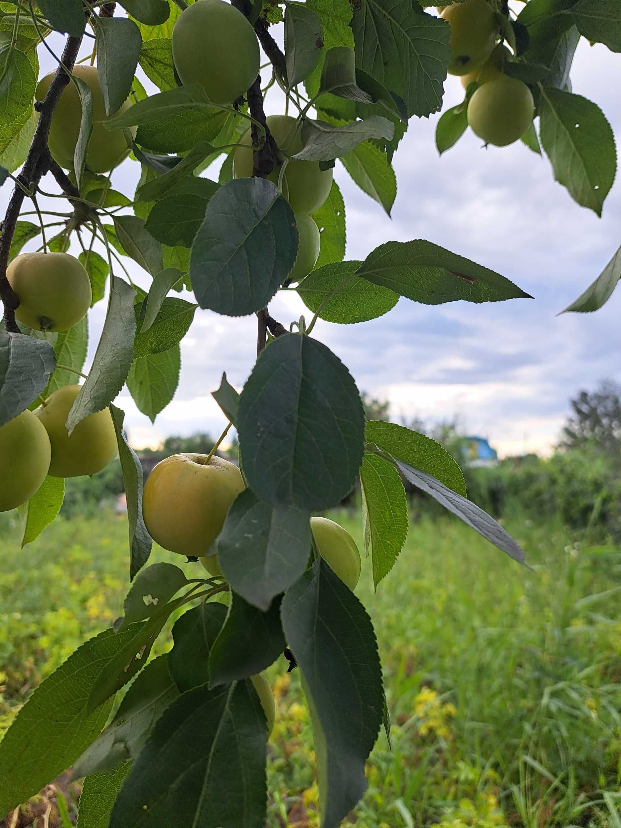 Продажа дачи в обществе Ромашка