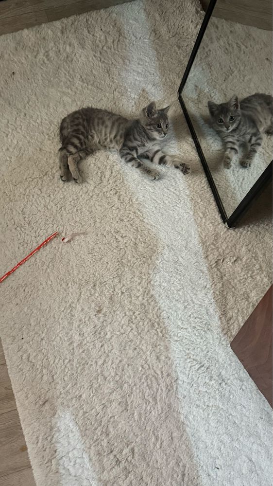 Котенок (котик) в добрые руки