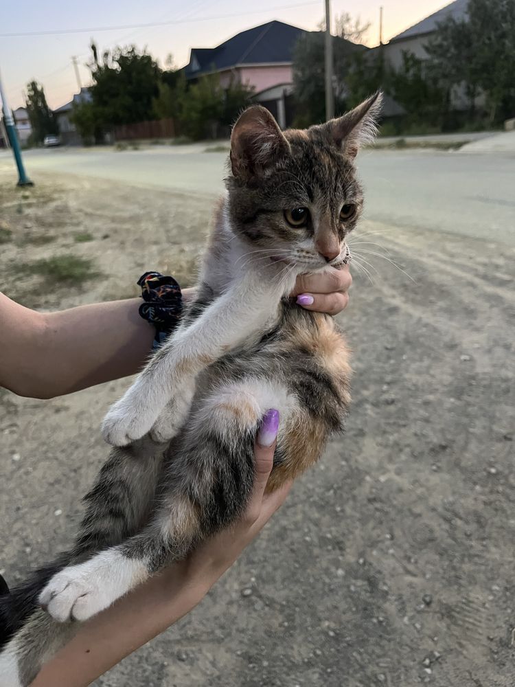 котенок кошка бесплатно
