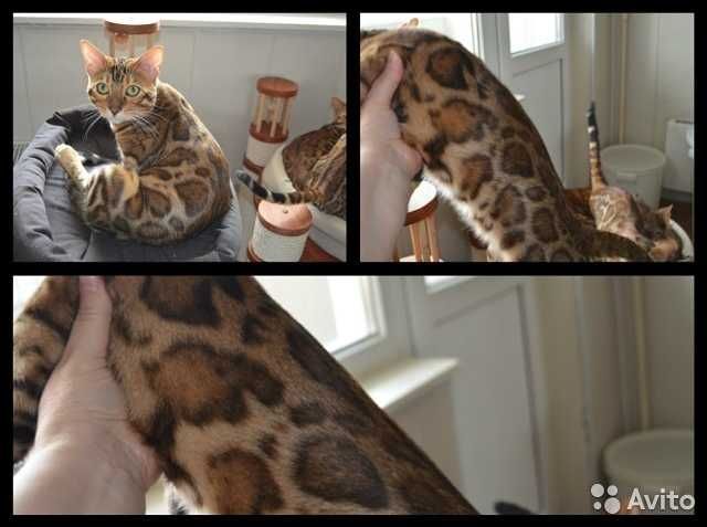 Котята Бенгальские девочки