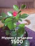 Продам комнатные растения.