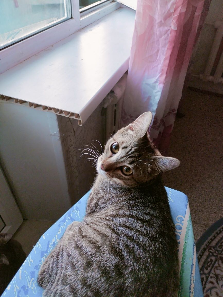 Отдам Доброго Кота.