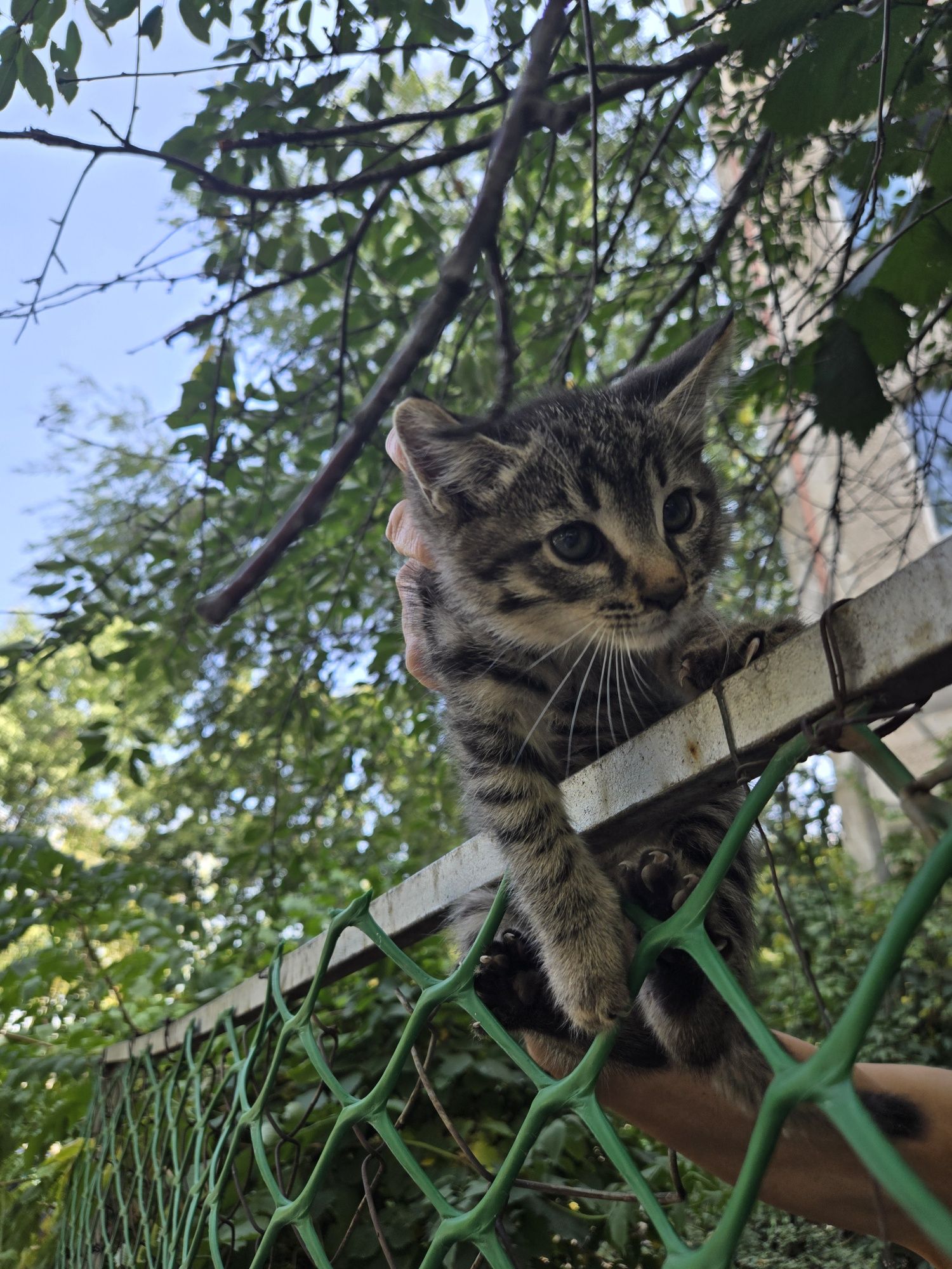 Отдаются   милые котята