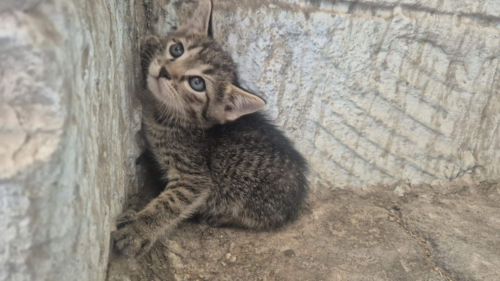 Котенок ищет добрые руки