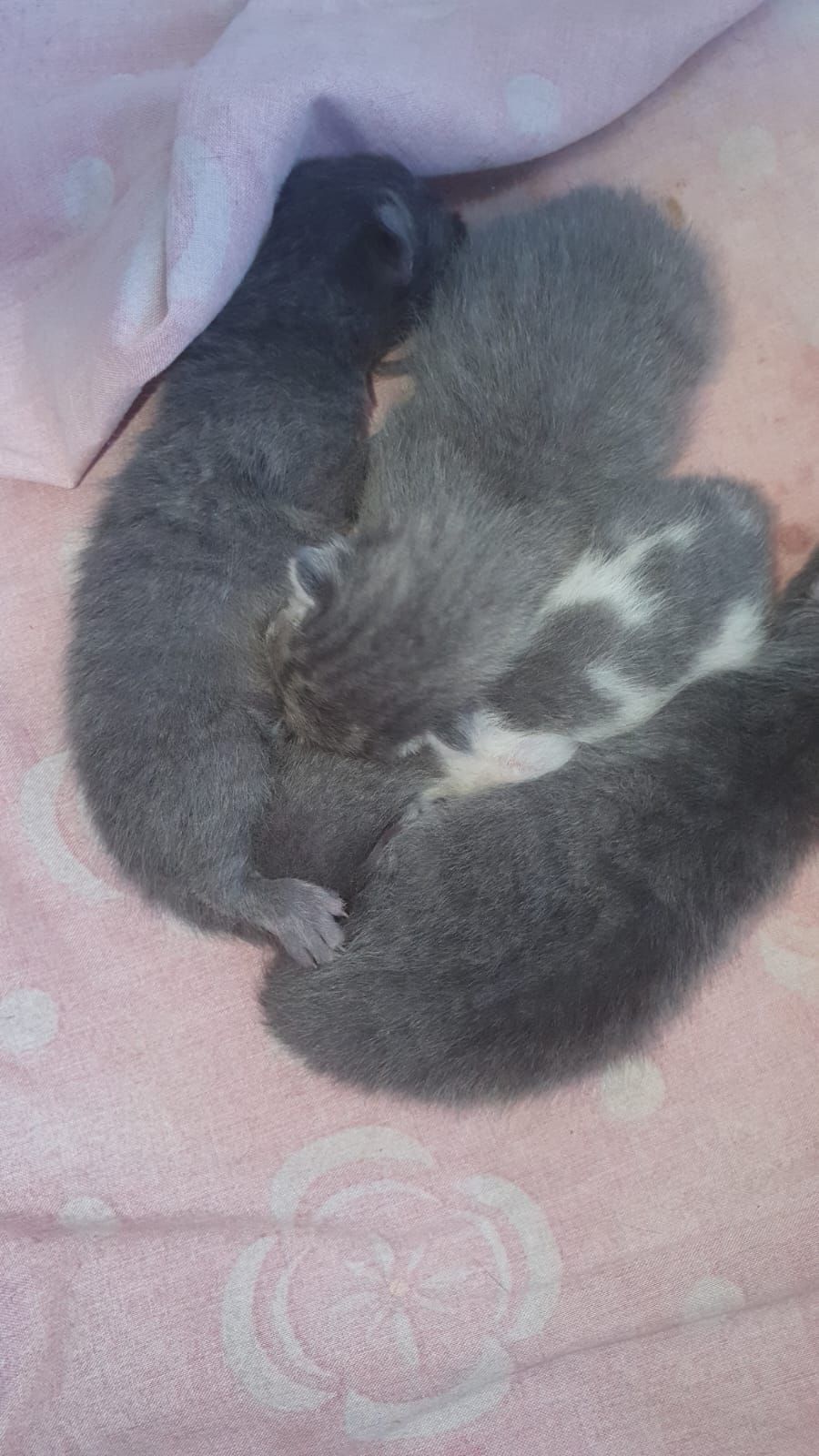 Отдам котят от русской голубой
