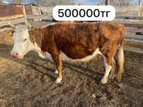 Продам корову 450000