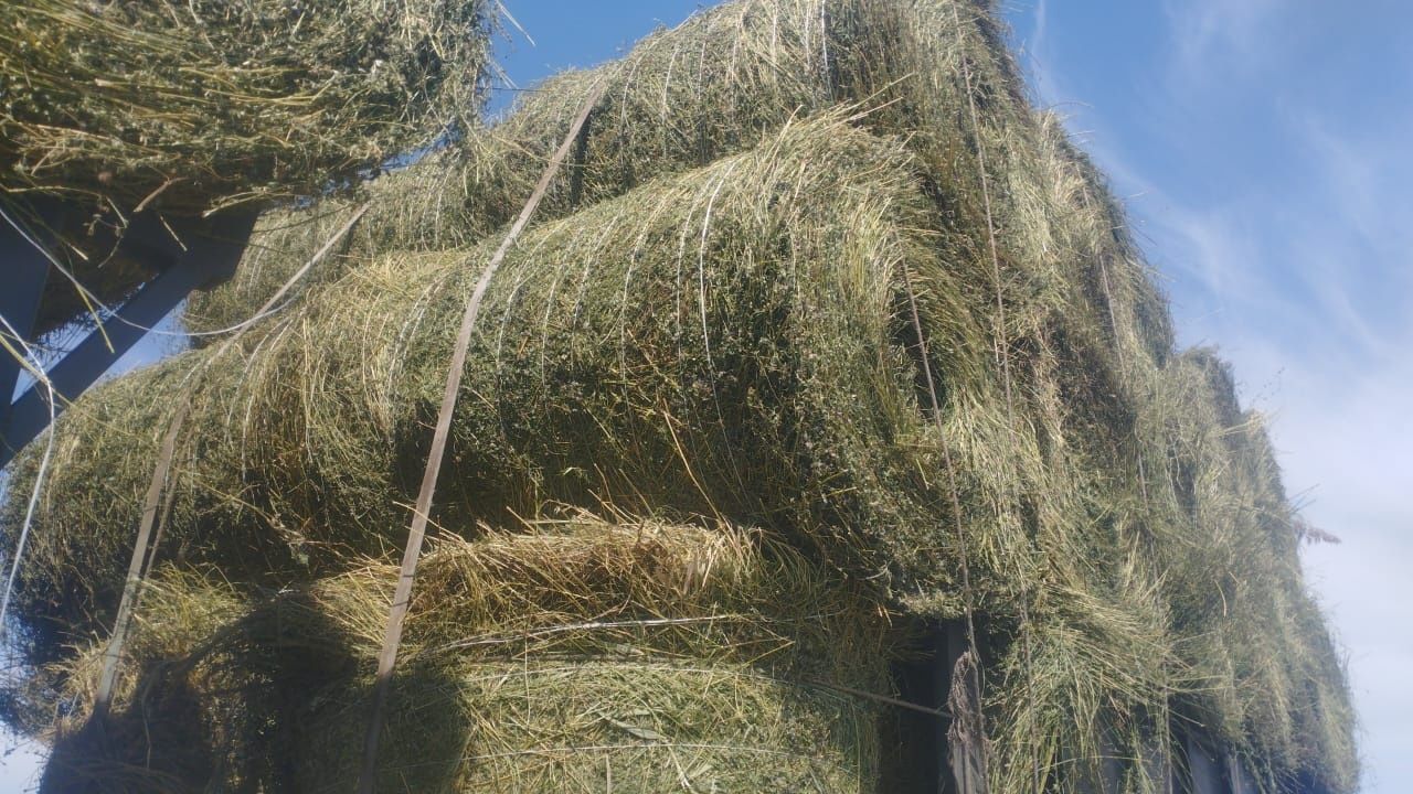 Сено люцерна жоношка урлон сатамын жоношка урлон сатамын свежый уко