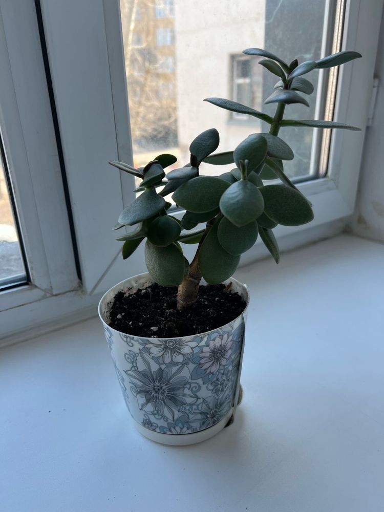 Продам денежное дерево