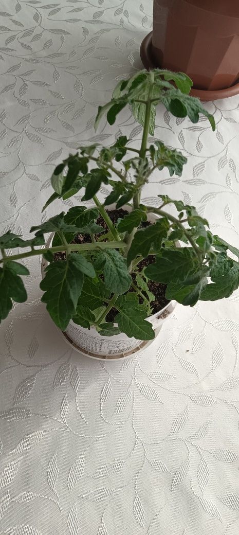 Продам цветок комнатный
