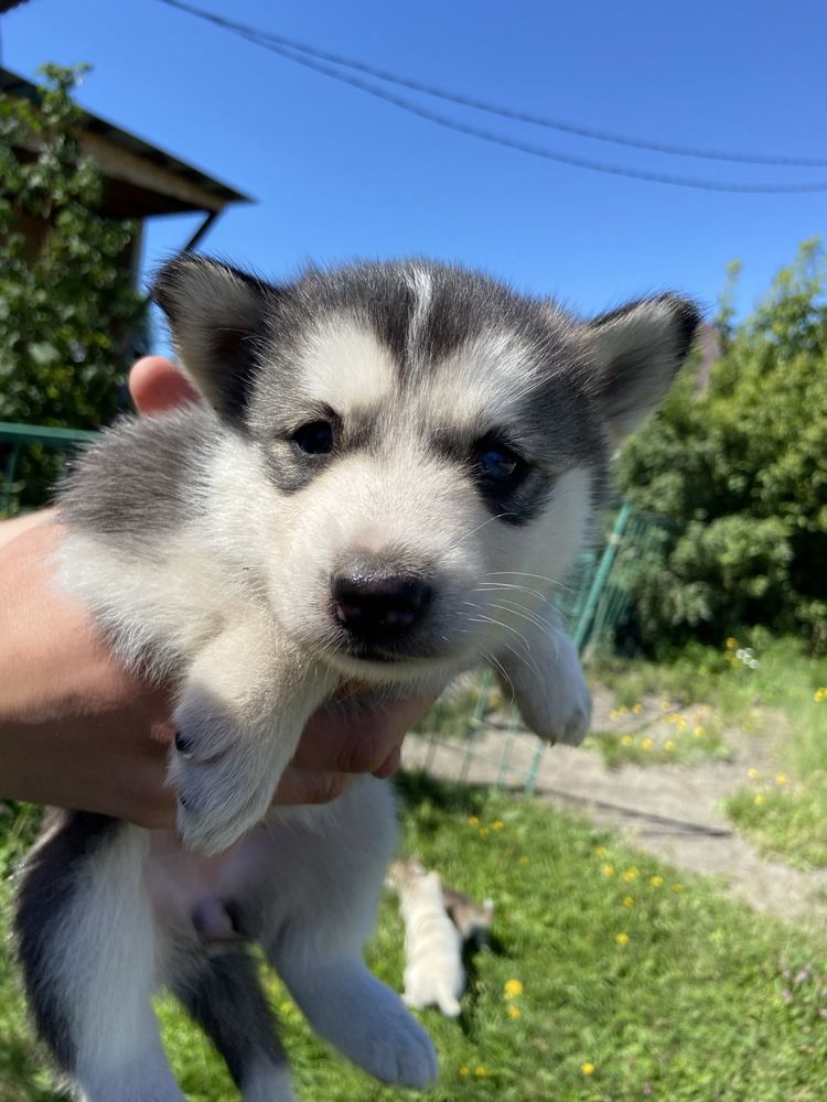 Продам щенят Хаски