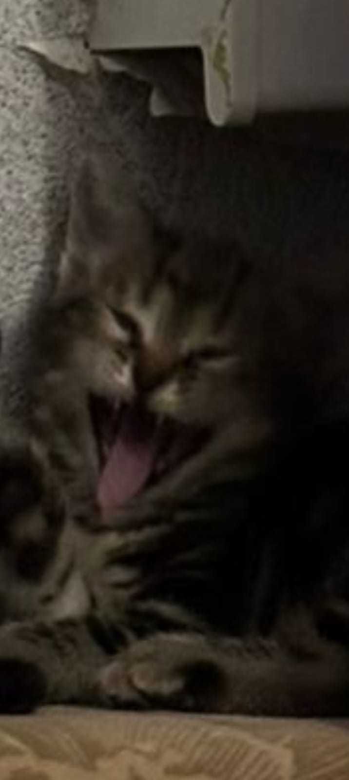 Котята бесплатно