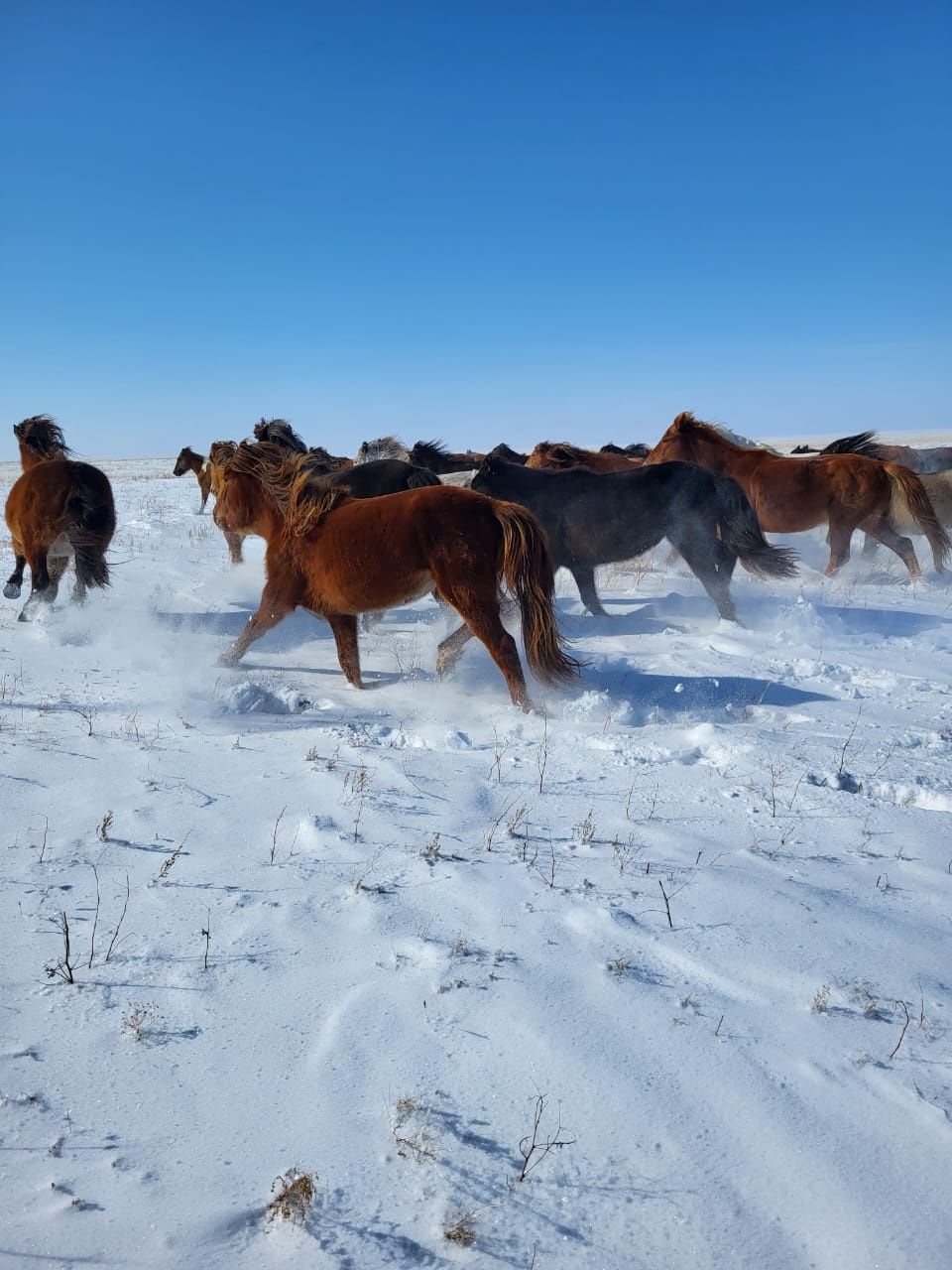 Продам лошадь байтал