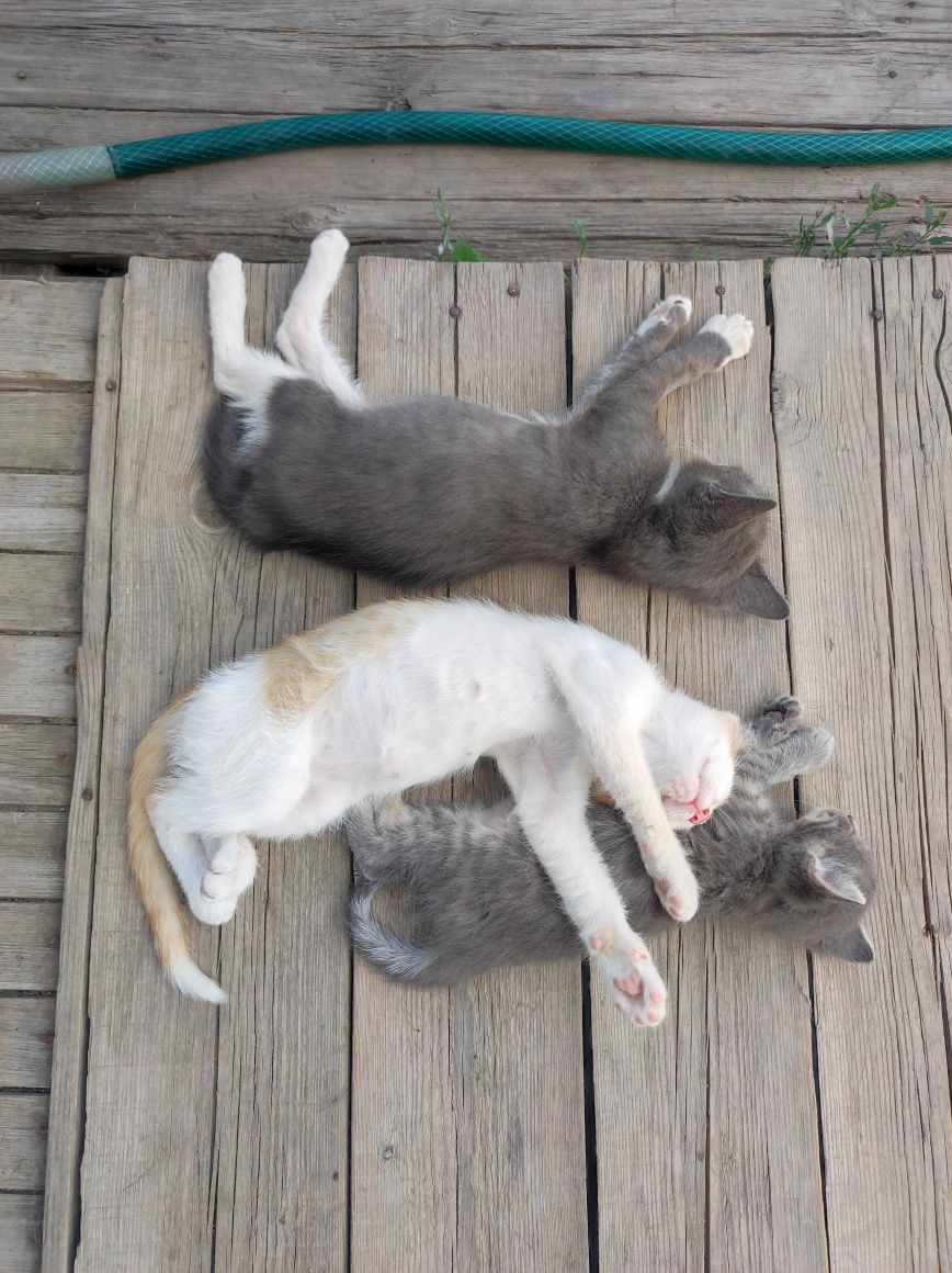 Котята в добрые руки