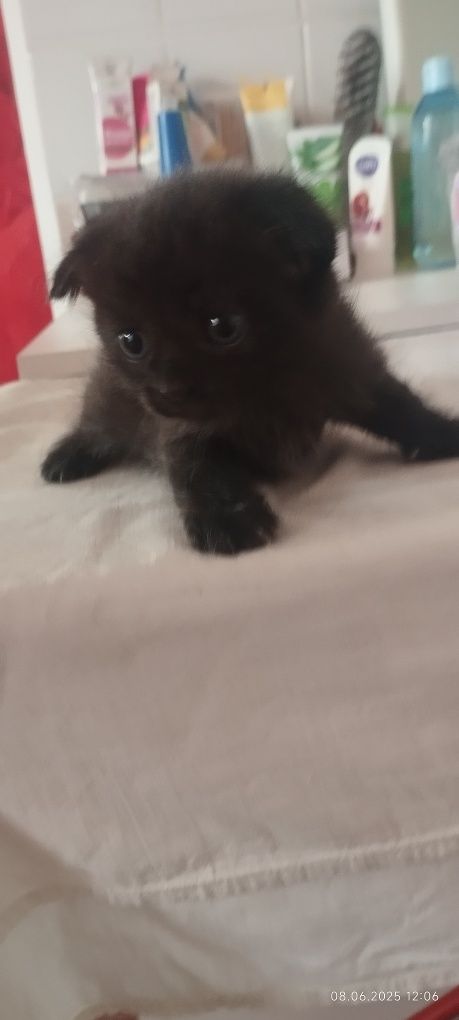 Дарю котят бесплатно