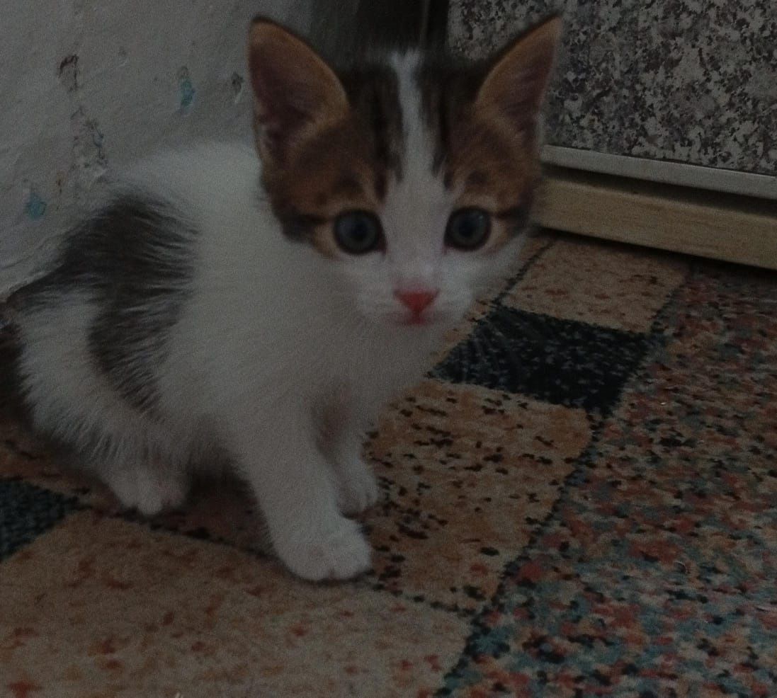 Отдам даром  котят