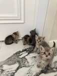 породистые котята