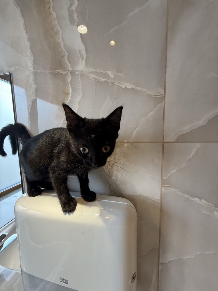 Котенок девочка,  2 месяца