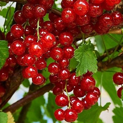 Продам красную смородину