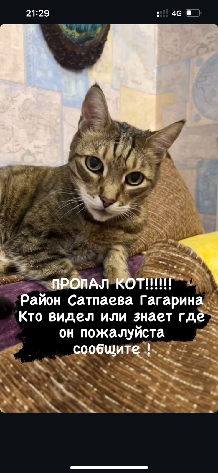 Потерялся Кот Член семьи 14 лет