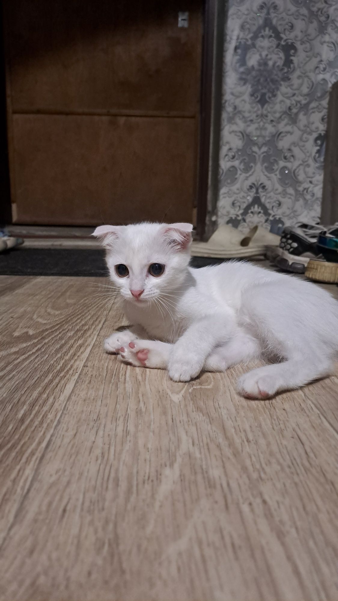 Отдам кошечку в добрые руки