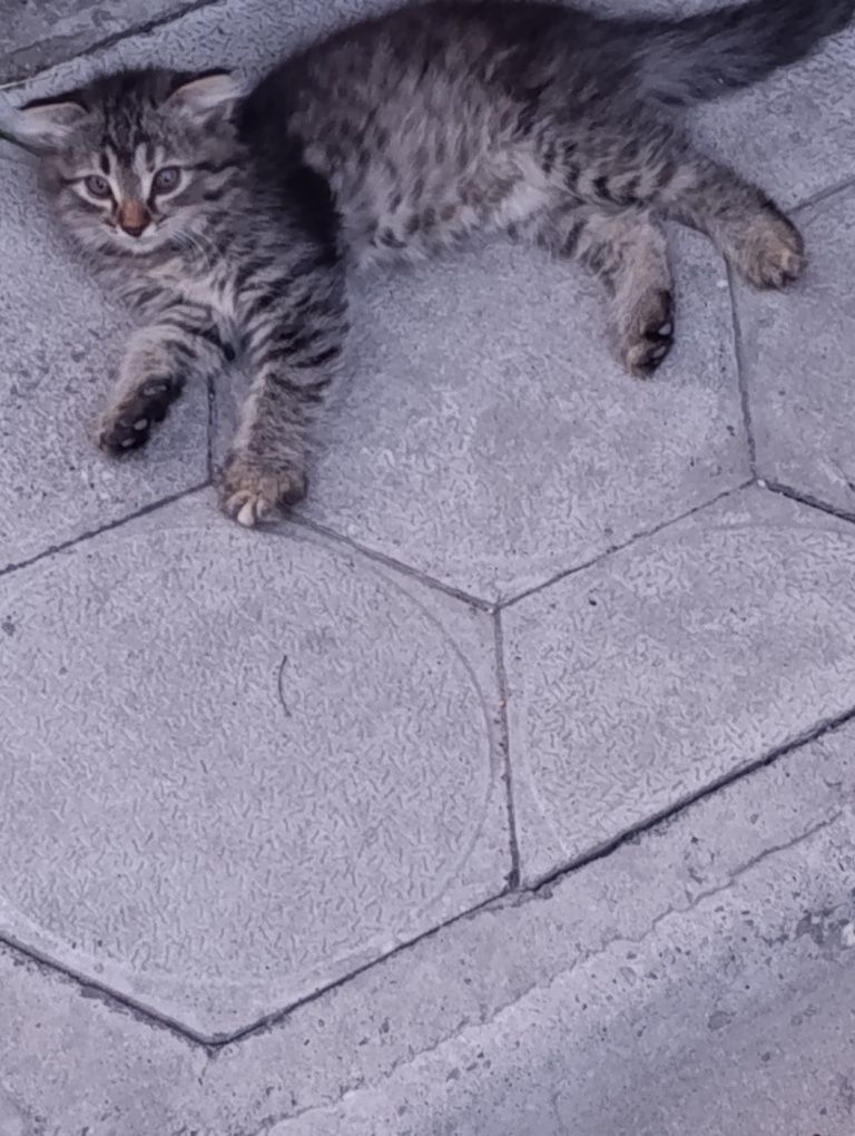 Красивые котята бесплатно