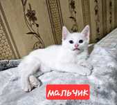Отдадим котят в добрые руки